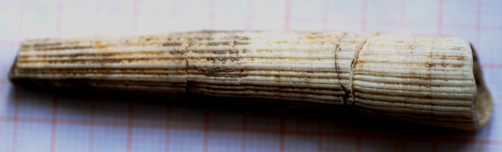 dentalium